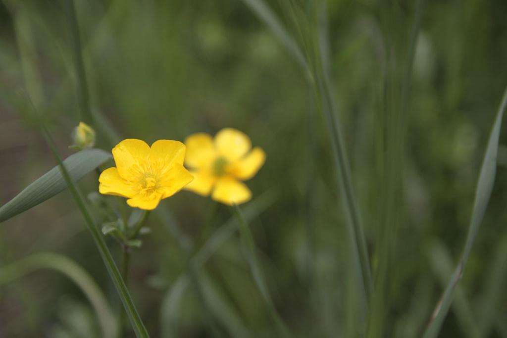 Agriturismo Botton D'Oro Dongo Eksteriør billede