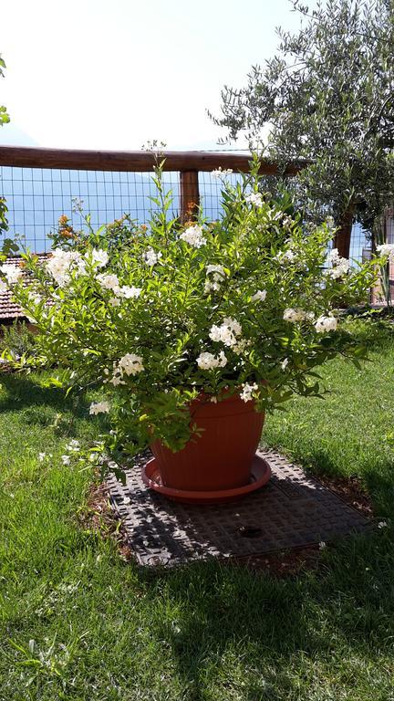 Agriturismo Botton D'Oro Dongo Eksteriør billede