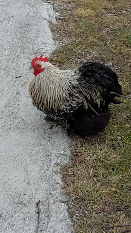 Agriturismo Botton D'Oro Dongo Eksteriør billede